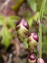 Grass